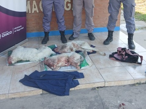 Secuestraron caprinos faenados en un operativo rural en Machagai