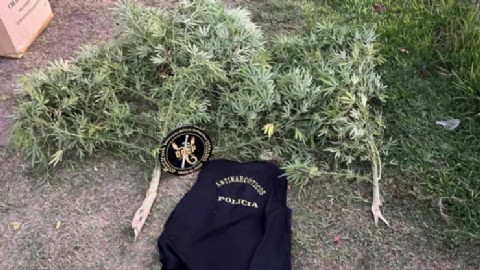 Sáenz Peña: tenía plantas de marihuana en su casa y dijo que no lo sabía