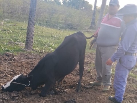 Recuperaron tres animales bovinos robados en Puerto Vilelas