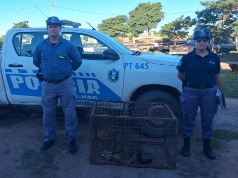 Efectivos asistieron a un perro maltratado y rescataron un cachorro de zorro