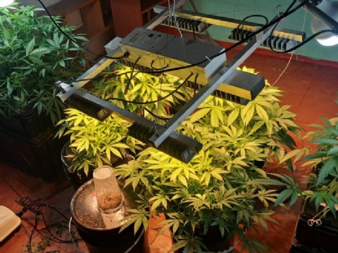 Desmantelaron un laboratorio de cannabis en Resistencia