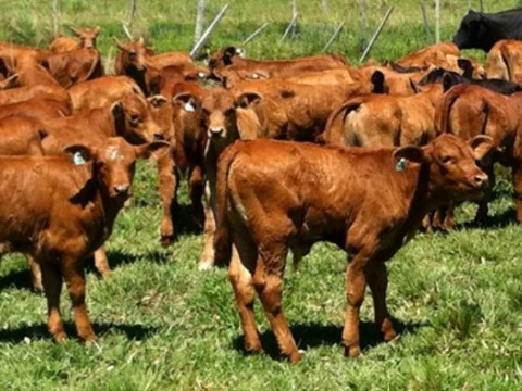 Ultiman los detalles para la Fiesta del Ternero en General San Martín