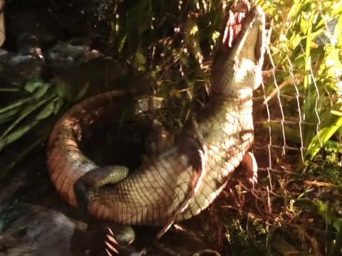 Rescataron a un yacaré de más de un metro que apareció en Juan José Castelli