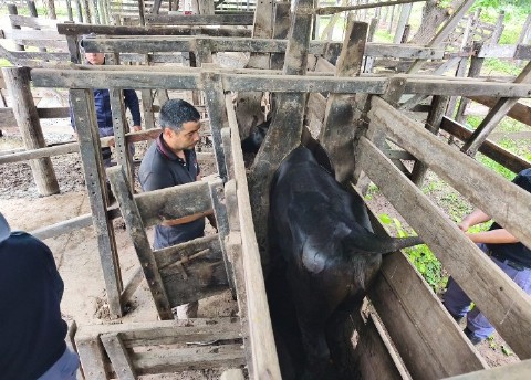 Secuestran siete vacunos por presunto origen irregular en Machagai