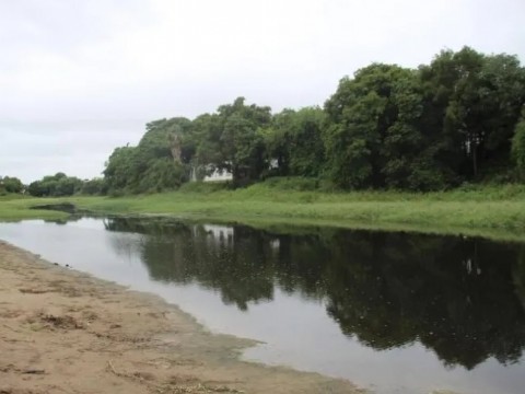 Extrajeron más de 300 kilos de pescado podrido del río Negro