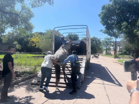 Retiraron seis caballos sueltos de la vía pública en Resistencia