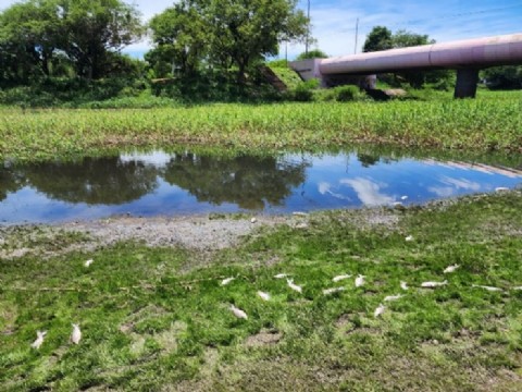 La Administración Provincial del Agua analiza muestras del Río Negro donde se detectaron peces muertos