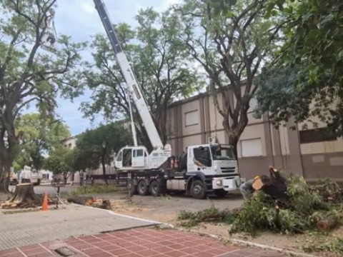 Ataque a la naturaleza: el municipio de Resistencia taló dos árboles en el macrocentro
