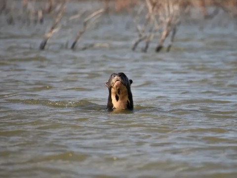 Histórico: nacieron tres nutrias gigantes en El Impenetrable