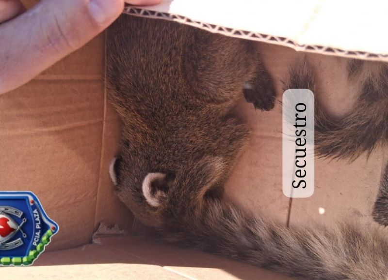 Interceptan la venta de dos cachorros de coatí que eran ofrecidos por WhatsApp
