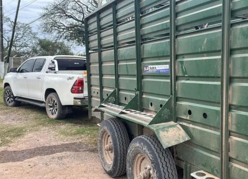 Detectan irregularidades en el traslado de ganado en Colonia Popular