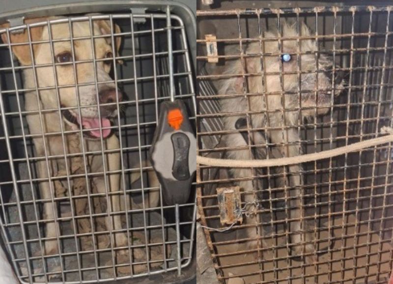 Rescataron a tres perros atados y en mal estado en Resistencia