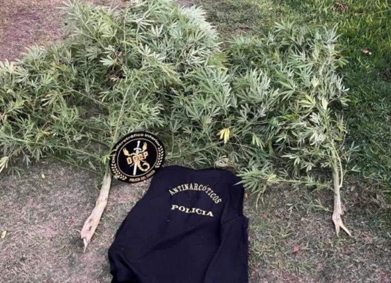 Sáenz Peña: tenía plantas de marihuana en su casa y dijo que no lo sabía