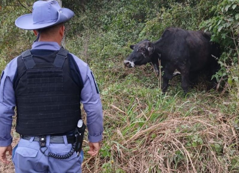 Recuperaron 15 bovinos y ya son 111 los animales restituidos a productores en el interior