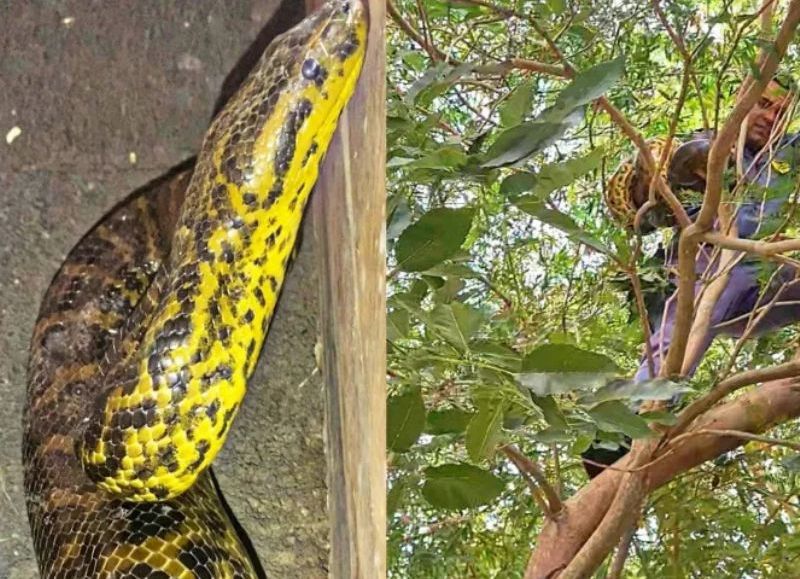 Rescataron a una serpiente que estaba en la copa de un árbol en el Aeropuerto de Resistencia