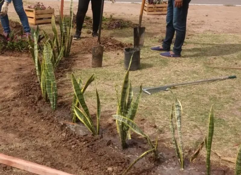 El Plan Sáenz Peña Sustentable y Circular avanza con la forestación de la avenida 33