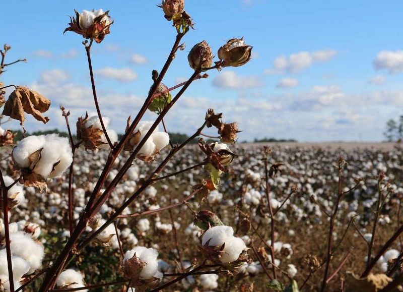 El Gobierno provincial impulsa la siembra algodonera con semillas bonificadas y créditos especiales