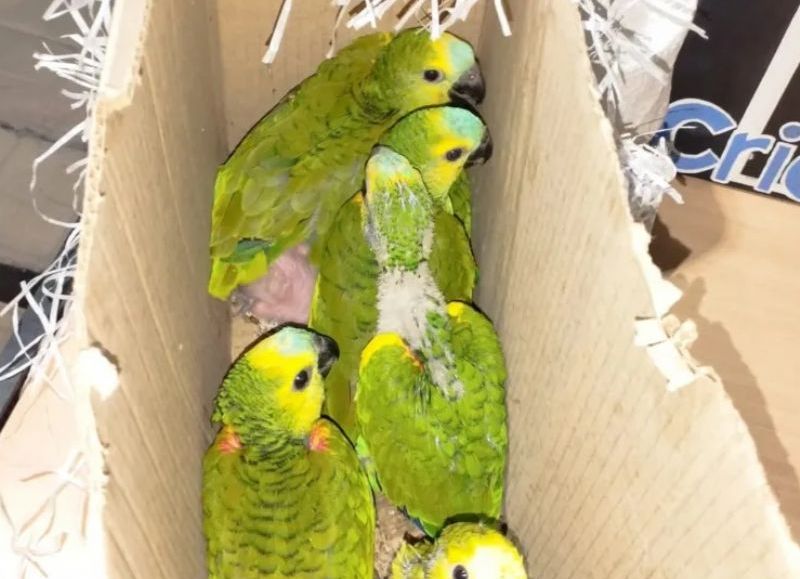 Taco Pozo demoraron una camioneta que transportaba loros