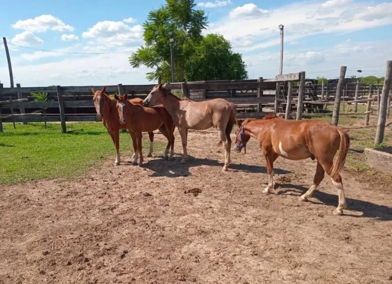 Pampa del Indio: secuestran caballos sueltos deambulando sobre la ruta