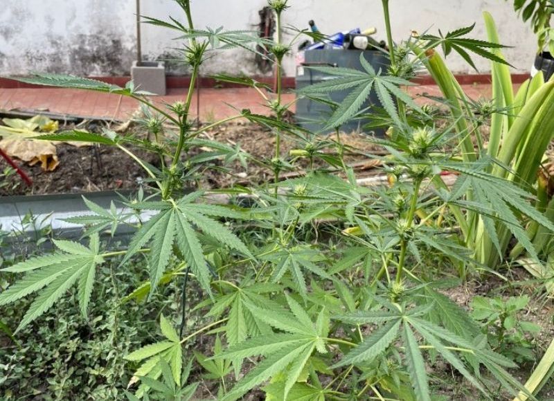 Secuestraron plantas de marihuana tras allanar un domicilio en Villa Ángela
