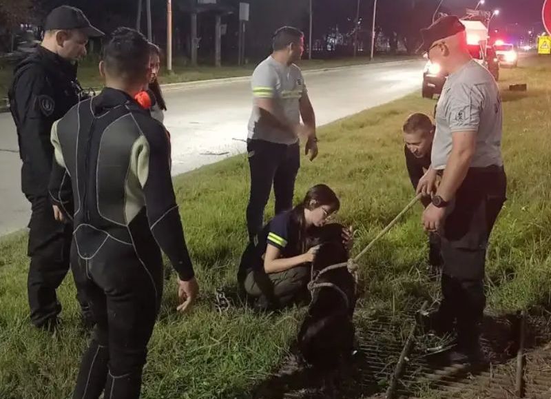 Bomberos rescataron a un perro atrapado en una alcantarilla en Resistencia