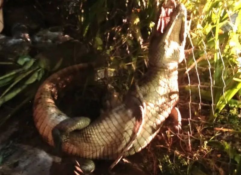 Rescataron a un yacaré de más de un metro que apareció en Juan José Castelli