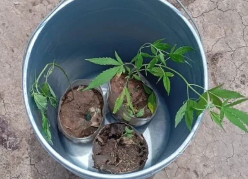 San Bernardo: hombres fueron detenidos cuando intentaban trasladar plantines de cannabis en una motocicleta