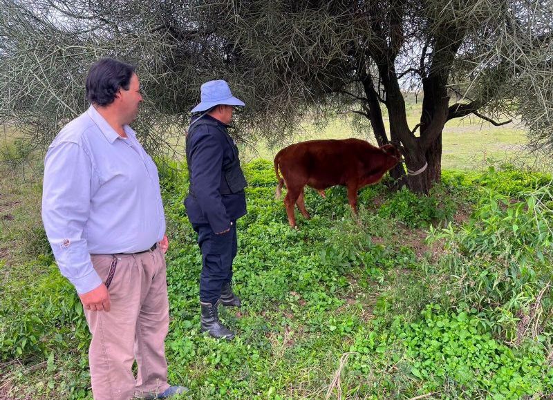 Recuperaron un novillito robado en Colonias Unidas