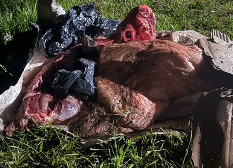 Secuestraron casi 100 kilos de carne faenada ilegalmente en Pampa del Indio
