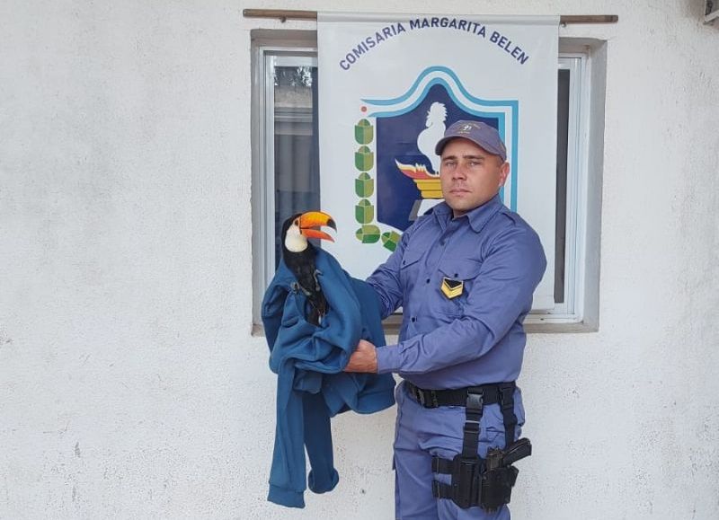 Rescatan un tucán que era comercializado ilegalmente por redes sociales en Margarita Belén