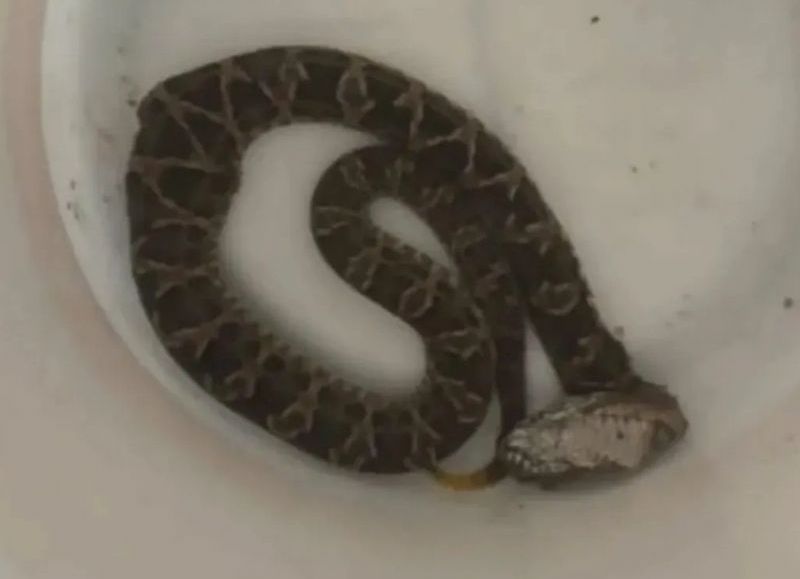 Charata: un niño fue mordido por una yarará en el patio de su casa