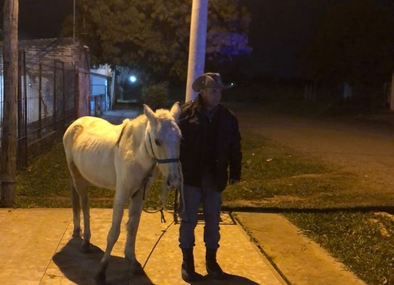 Un sujeto intentó robar en una casa en Resistencia, sonó la alarma y en su huida abandonó su caballo