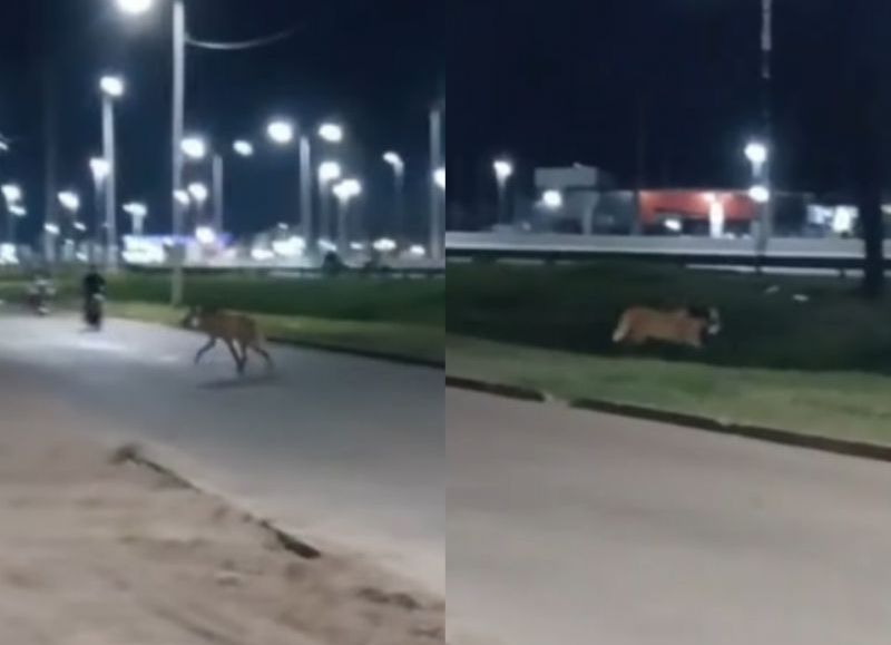 Un aguará guazú fue visto merodeando en la autovía de Sáenz Peña