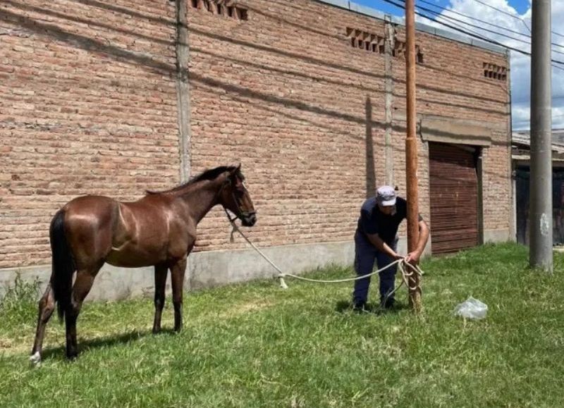 Retiraron a un caballo que estaba atado bajo el sol en Charata