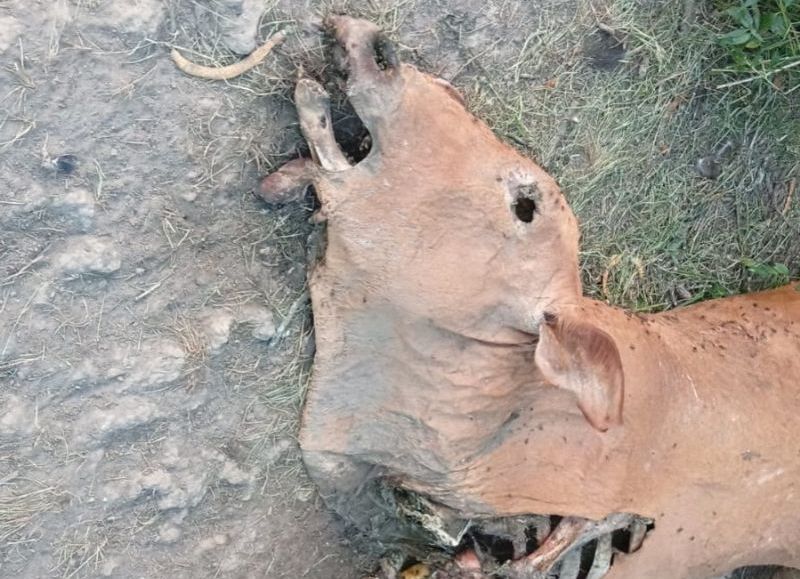 Colonia Popular: investigan extrañas mutilaciones en vacunos y crece la preocupación rural