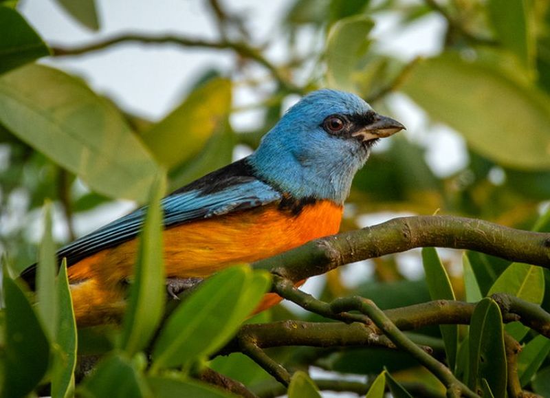 El Parque Nacional El Impenetrable invita a vivir el “Big day” de observación de aves