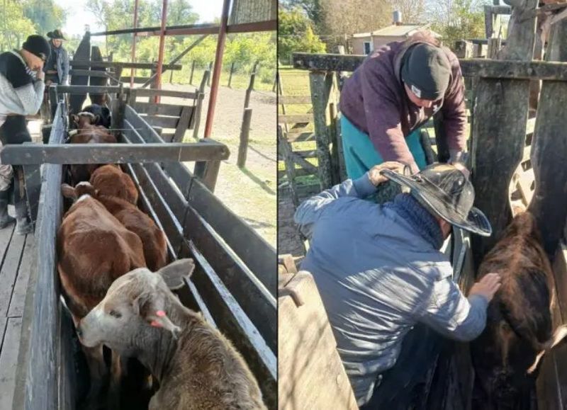 Recuperaron 11 bovinos extraviados tras un operativo de rastrillaje en la zona rural de Barranqueras