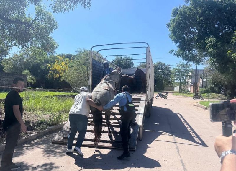 Retiraron seis caballos sueltos de la vía pública en Resistencia