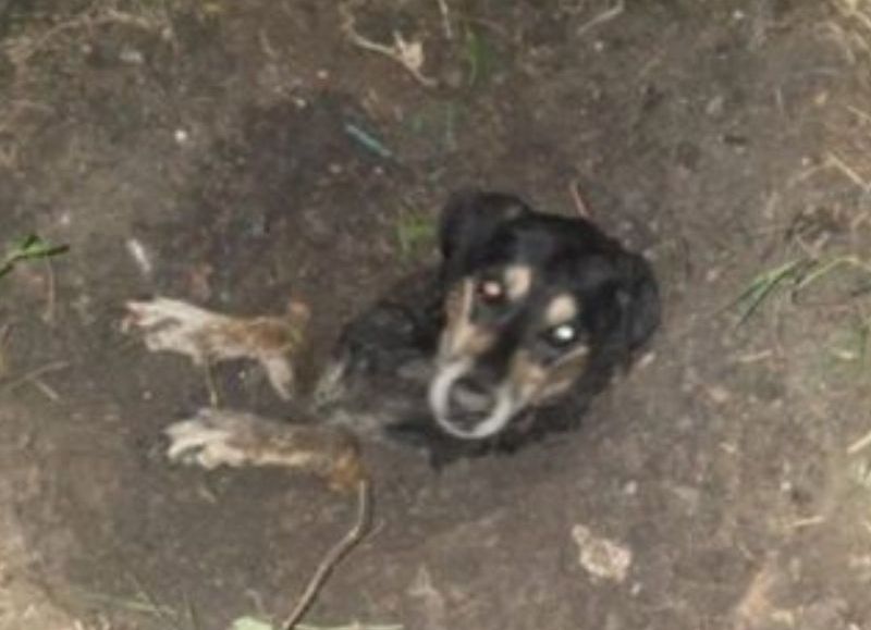 Rescataron a un perro que estaba enterrado vivo en un pozo en Resistencia
