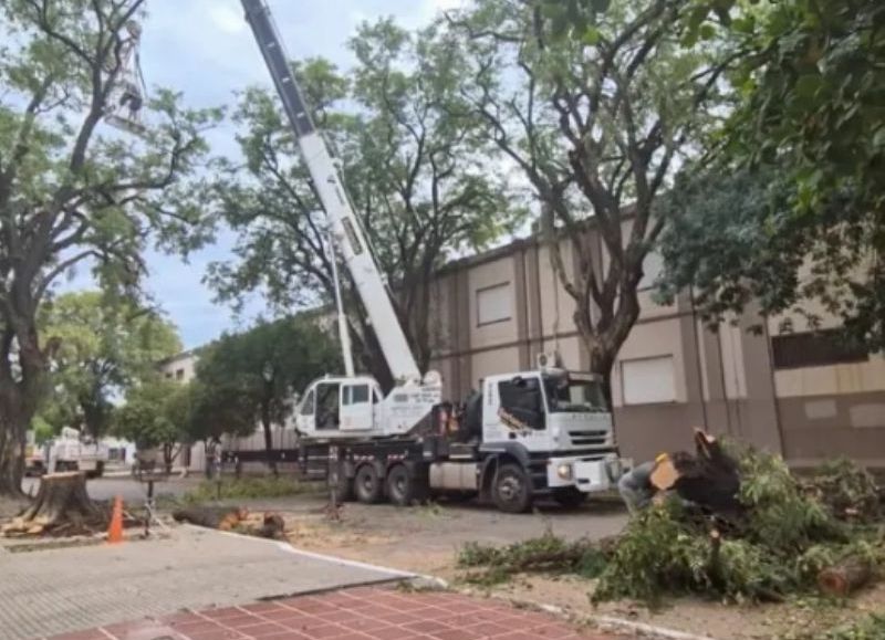 Ataque a la naturaleza: el municipio de Resistencia taló dos árboles en el macrocentro