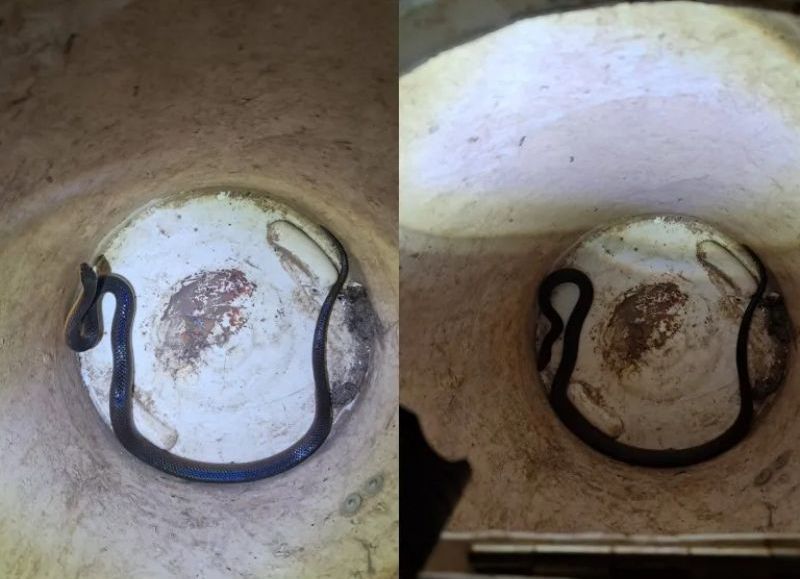 Bomberos rescataron una serpiente venenosa dentro de una vivienda en Las Breñas