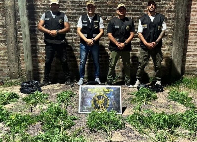 Secuestraron una gran cantidad de plantas de marihuana en Resistencia