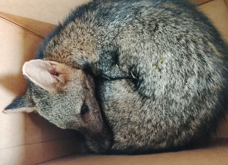 Rescataron un cachorro de aguará guazú herido en Colonia Benítez