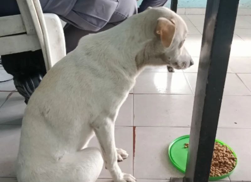 Rescataron a una perra víctima de presunto maltrato animal en Resistencia