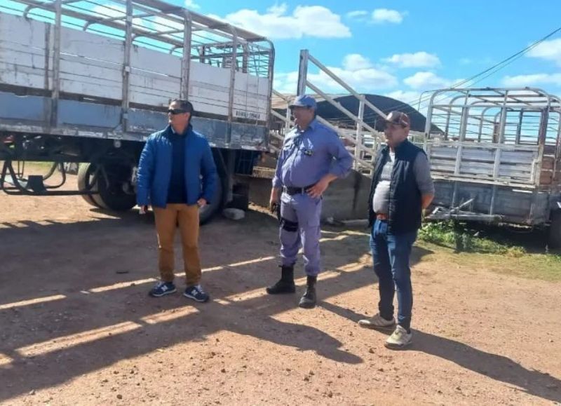 Un Hombre Muri Aprisionado Por Acoplado Con Vacunos