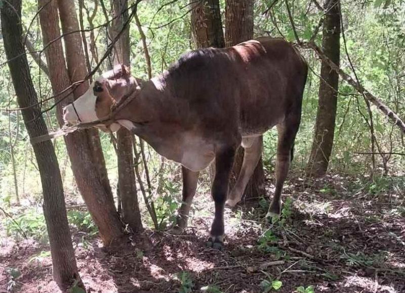 Hallaron un animal sustraído tras un operativo rural en Machagai