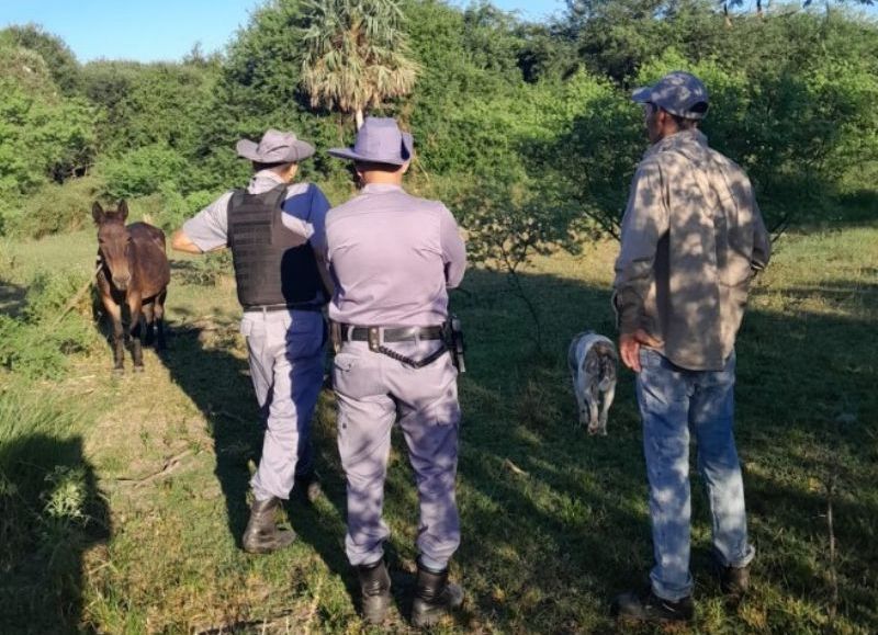 La Policía siguió rastros y recuperó una mula robada en Las Palmas